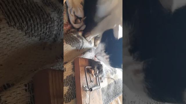 я поймала мышь. смотреть онлайн