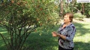 ПРИВИВКА  РОЗ. Как правильно заготовить семена шиповника для выращивания подвоя.