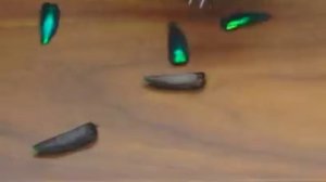 Шокирующая левитация надкрылков жуков В.С.Гребенникова