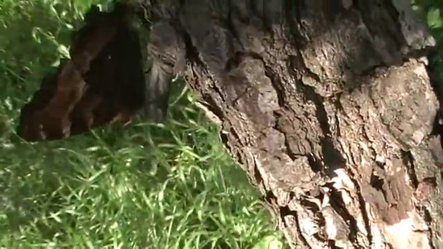 Жук олень смотреть онлайн