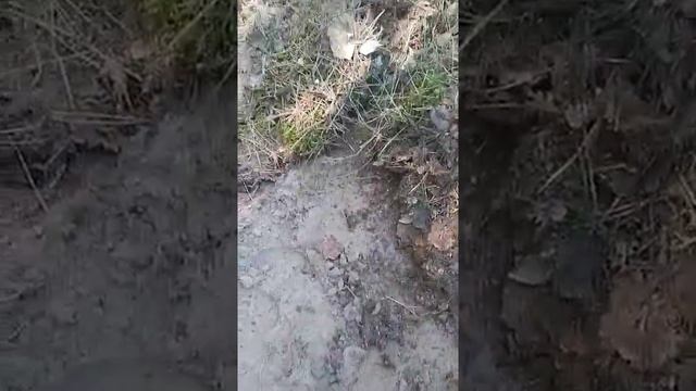 Как приготовить грунтосмесь для высадки голубики, уход за кустами смотреть онлайн