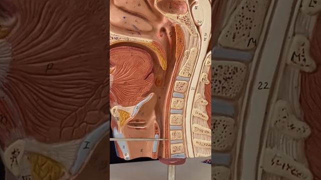 Глотка Анатомия человека ( Пищевод )