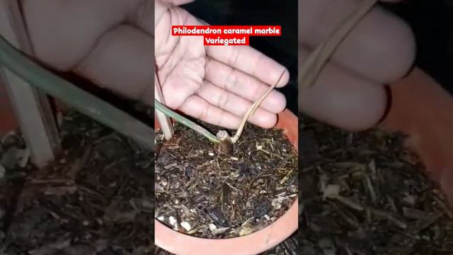 philodendron caramel marble Variegated смотреть онлайн