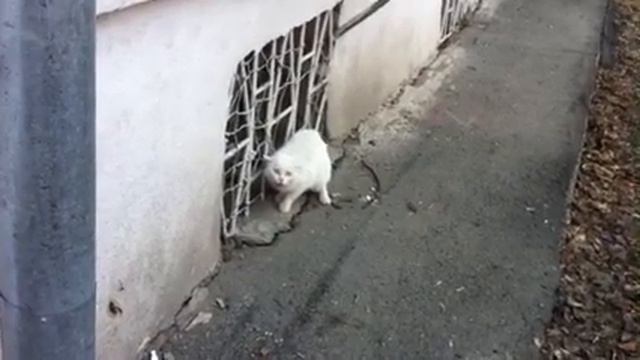 Кошка, видимо больная