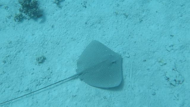 Шарм-эль-шейх 2024