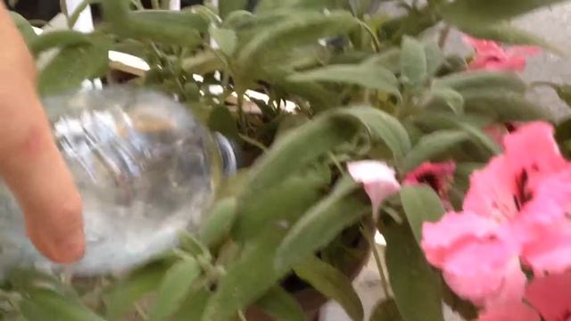 Мой урожай на балконе.... Мелочь а приятно! смотреть онлайн