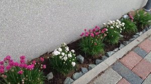 Неприхотливое растение в саду Армерия Приморская, многолетний цветок.