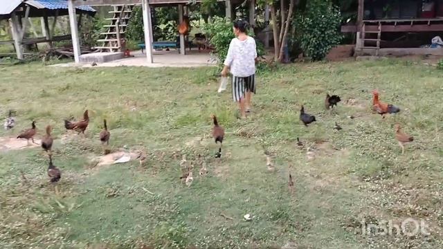 พาเลาะนา เลาะสวน เกือไก่#บ่าวกบพาม่วนชวนเก็บเห็ด!! смотреть онлайн