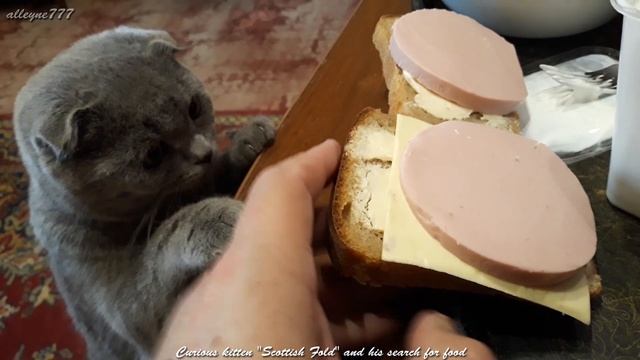 Curious kitten Scottish Fold and his search for food смотреть онлайн