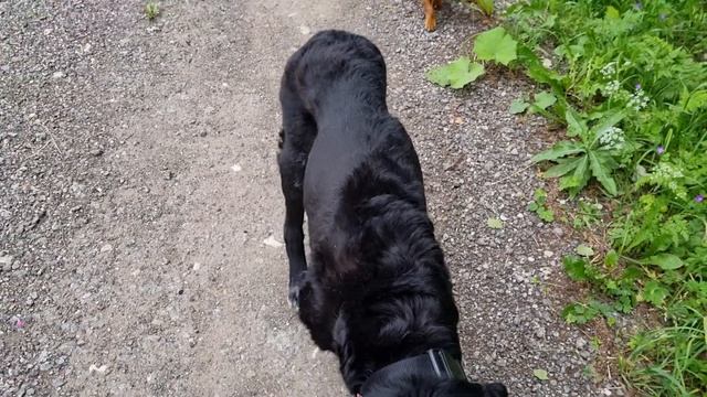 Дачная банда. ????? смотреть онлайн