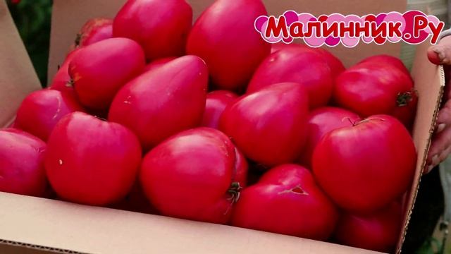 МАЛИННИК.РУ смотреть онлайн