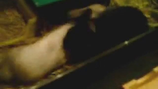 Amathis & Amaryllis - Enjoying a moment смотреть онлайн