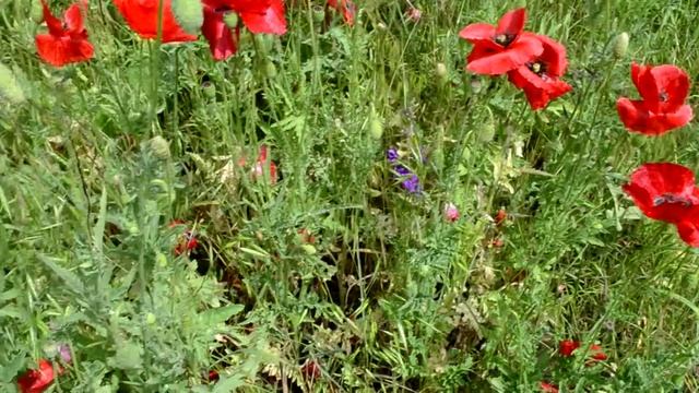 ФУТАЖ Красивое поле с маками