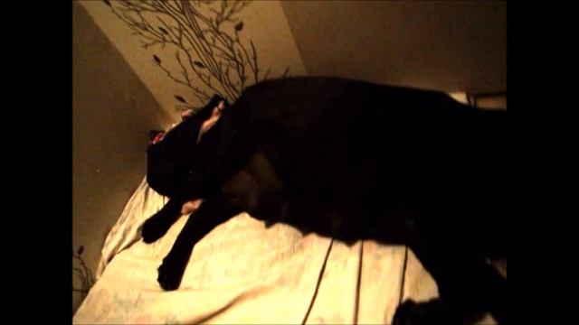 Поведение собаки за 12 часов до родов. смотреть онлайн