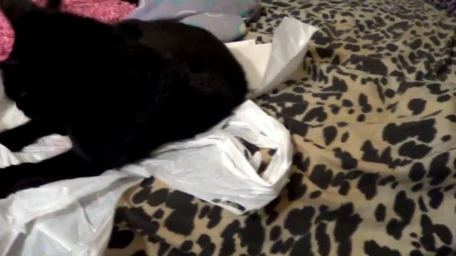 Video Camera Test Thing (AKA My Cat) смотреть онлайн