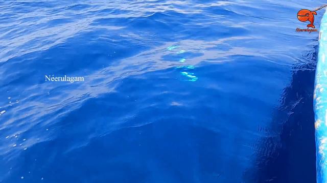 Giant Trevally Fish Caught Using Live Prawns смотреть онлайн