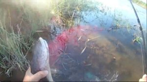 ЭКСТРЕМАЛЬНАЯ РЫБАЛКА!!!ЗМЕЕГОЛОВА ПРЫГАЕТ КАК МАРЛИН  ЛОВЛЯ ЗМЕЕГОЛОВА НА СПИННИНГ