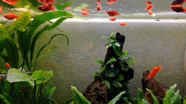 Красные пецилии в аквариуме 100л | Стайка увеличилась смотреть онлайн