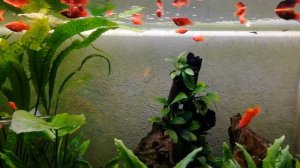 Красные пецилии в аквариуме 100л | Стайка увеличилась