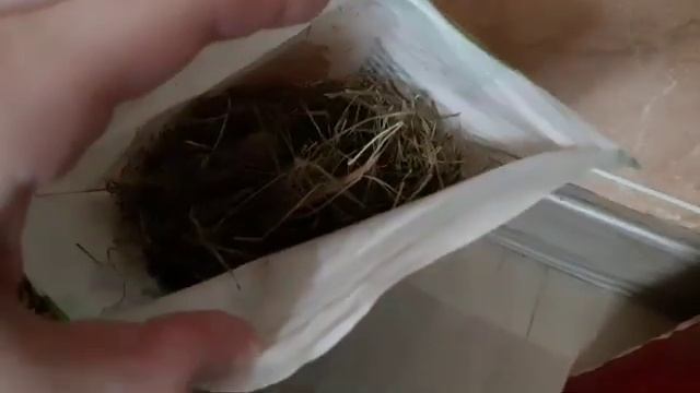 ДЛЯ ЛЮБИТЕЛЕЙ ШИНШИЛЛ/ ЧЕМ Я КОРМЛЮ СВОЮ ШИНШИЛЛУ? смотреть онлайн