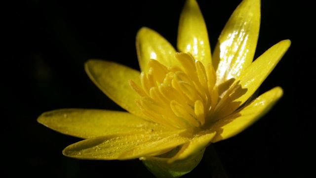 GURLITT - Spring Flowers Opus 215 No. 5 - Celandine - Efraín García, piano смотреть онлайн