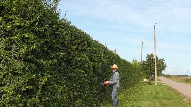 Осенние заботы !Стрижка живой изгороди!Общий вид!Autumn worries! Hedge trimming! General form! смотреть онлайн
