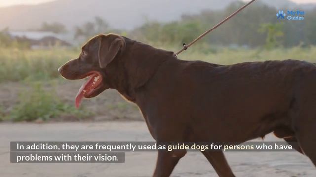 Dog 101: Things to Know Before Buying a LABRADOR Puppy #labrador смотреть онлайн