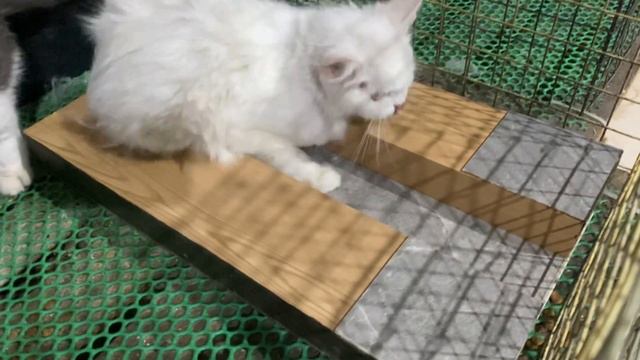 Cat in heat 😻 || May vs Su6 || Munchkin Mate || Cat breeding 😺 смотреть онлайн