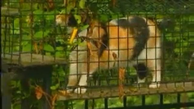 Cat Enclosure Video - The Weather Network смотреть онлайн