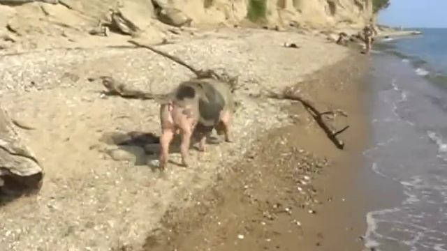 Свинья на пляже смотреть онлайн