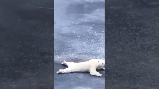 Белый мишка на льду смешные видео о животных смотреть онлайн