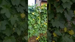 Люффа - мойдодыр.