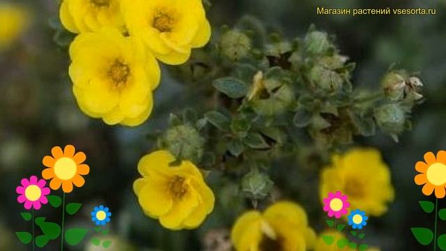 Лапчатка кустарниковая Цитрус Тарт. Краткий обзор potentilla fruticosa citrus tart Citrus Tart смотреть онлайн