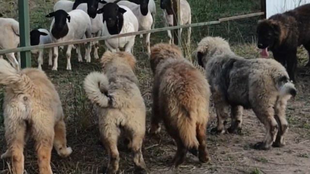 бараны Дорперы против кавказских овчарок смотреть онлайн