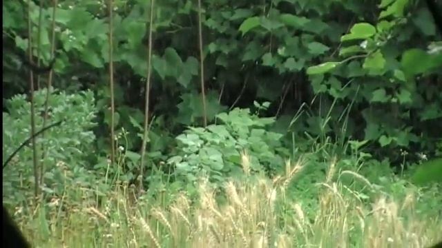Как сделать шпалеру для бобов и огурцов на сетке. Сад и огород выпуск 180 смотреть онлайн