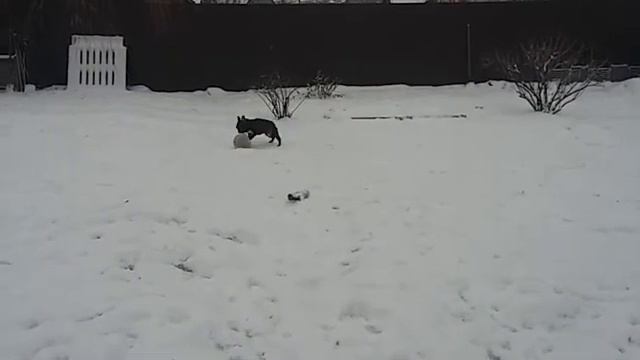 Французский бульдог. Активная ли это порода? смотреть онлайн