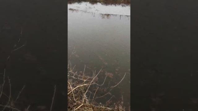 Ключ - родник. Исток. Копаем пруд. Как найти хорошую воду. смотреть онлайн