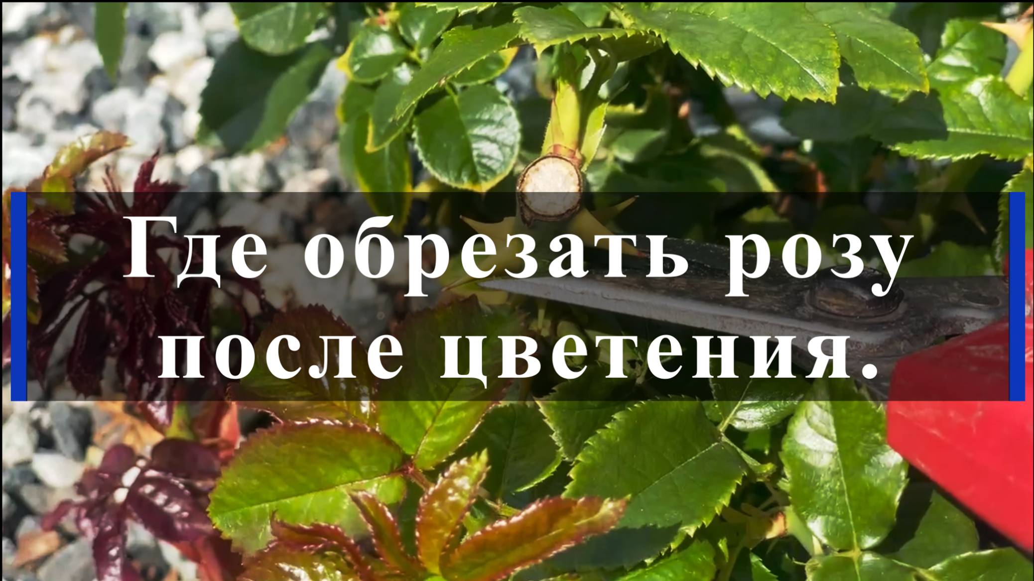 Где обрезать розу после цветения. смотреть онлайн