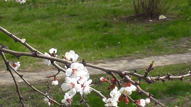 В Мариуполе зацвела абрикоса! смотреть онлайн