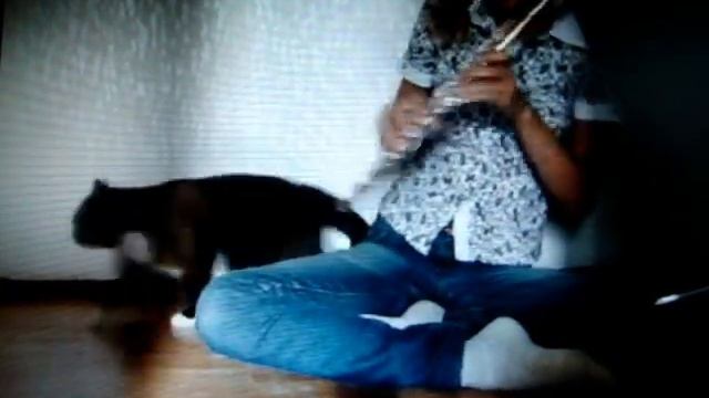 Котейка флейтист.MPG смотреть онлайн