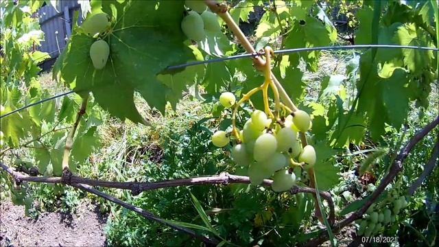 Бактериоз или солнечный ожог