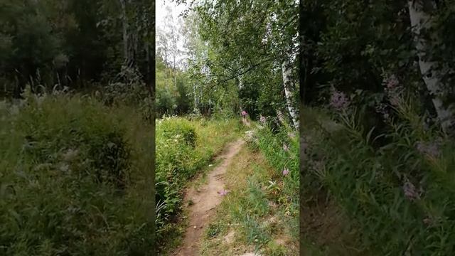 По лесной тропинке. путешествие смотреть онлайн