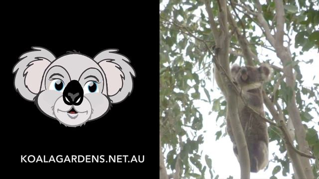 Koalas reversing down trees TOP 10 🐨💚😱✅ Countdown with Koola Koala to see the best in reverse! REA смотреть онлайн