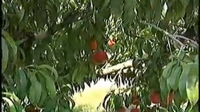 Peach Research - Desmond Layne