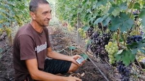 Виноград Индиана 2022г