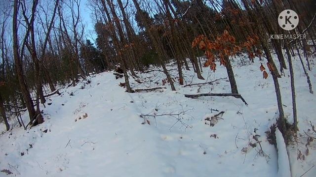 Охота на кабана. Чугуевский район, кабаны мрут. Тайгу вырубают! смотреть онлайн