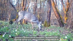 Фото-видео ловушка HC-801A. Как работают фото ловушки в лесу? Первый опыт....Сюрприз!!