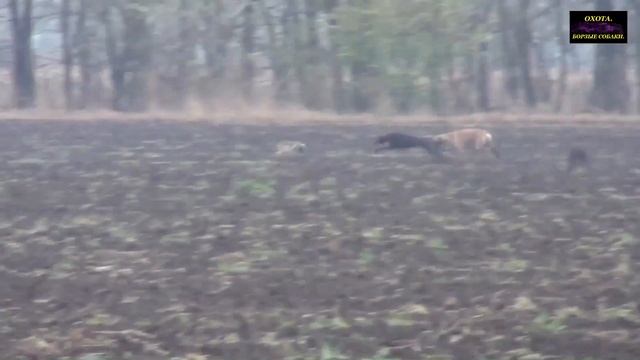 Региональные состязания грейхаундов по зайцу русаку памяти В Н Бондарева 2016г видео смотреть онлайн