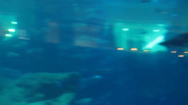 Аквариум в Дубай Молле (2) - Aquarium in Dubai Mall 2013 Arab Emirates смотреть онлайн