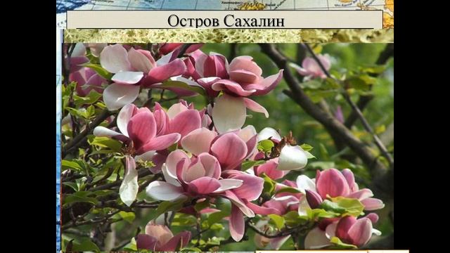 Природные комплексы Дальнего Востока, география 8 класс